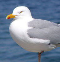 Sea Gull on Free NCDOT ferry to Ocracoke NC.