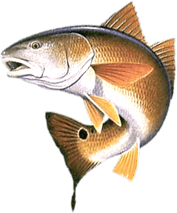 Buxton is a quiet little village located on North Carolina's Outer Banks (OBX). Buxton is well known for two things, the Cape Hatteras Lighthouse and one of the nation's finest surf fishing spots for giant red drum called The Point by local anglers.